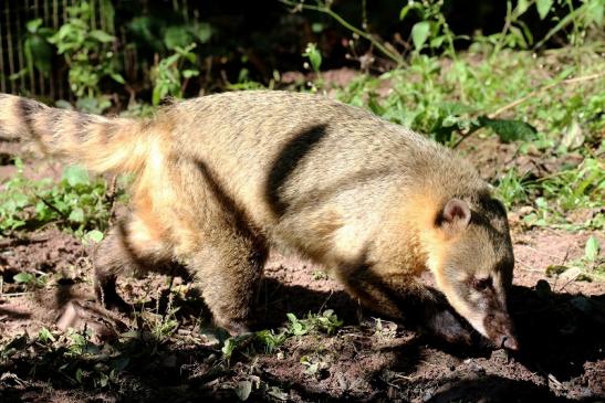 Südamerikanischer Nasenbär Zoo Vivarium Darmstadt 2019