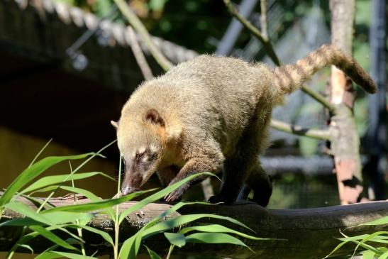 Südamerikanischer Nasenbär Zoo Vivarium Darmstadt 2019