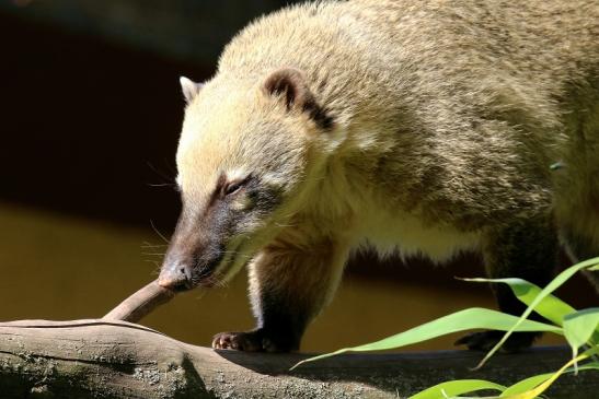 Südamerikanischer Nasenbär Zoo Vivarium Darmstadt 2019