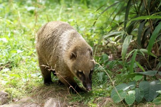 Südamerikanischer Nasenbär Zoo Vivarium Darmstadt 2020