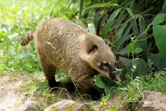 Südamerikanischer Nasenbär Zoo Vivarium Darmstadt 2020