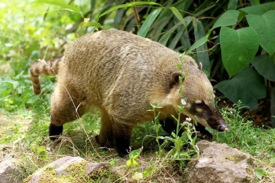 Südamerikanischer Nasenbär Zoo Vivarium Darmstadt 2020