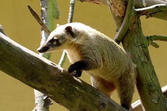 Südamerikanischer Nasenbär Zoo Vivarium Darmstadt 2020