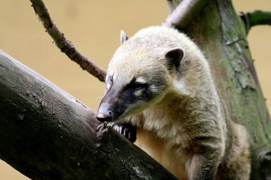 Südamerikanischer Nasenbär Zoo Vivarium Darmstadt 2020