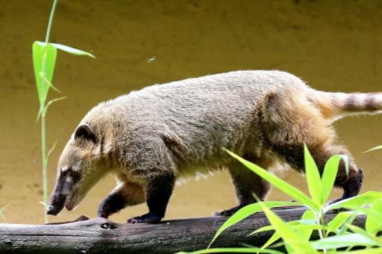 Südamerikanischer Nasenbär Zoo Vivarium Darmstadt 2020