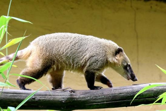 Südamerikanischer Nasenbär Zoo Vivarium Darmstadt 2020