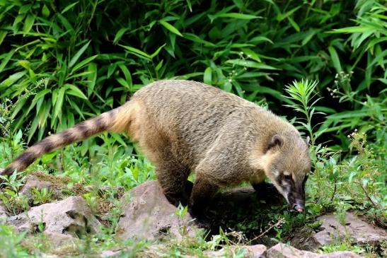 Südamerikanischer Nasenbär Zoo Vivarium Darmstadt 2020