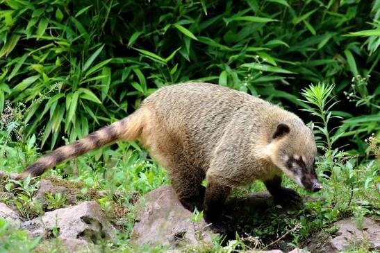 Südamerikanischer Nasenbär Zoo Vivarium Darmstadt 2020