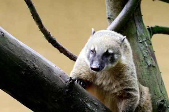 Südamerikanischer Nasenbär Zoo Vivarium Darmstadt 2020