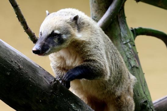 Südamerikanischer Nasenbär Zoo Vivarium Darmstadt 2020