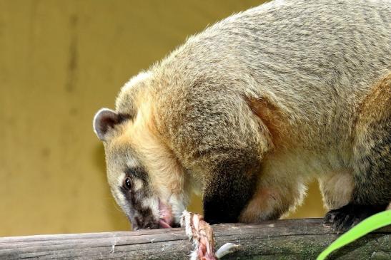 Südamerikanischer Nasenbär Zoo Vivarium Darmstadt 2020