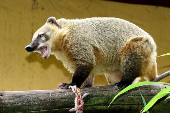 Südamerikanischer Nasenbär Zoo Vivarium Darmstadt 2020