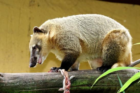 Südamerikanischer Nasenbär Zoo Vivarium Darmstadt 2020