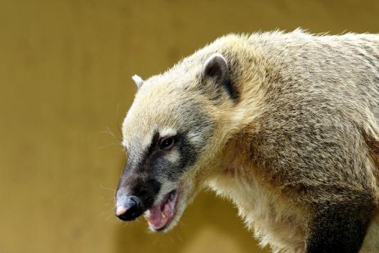 Südamerikanischer Nasenbär Zoo Vivarium Darmstadt 2020