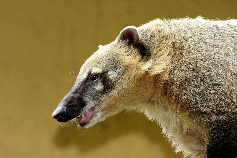 Südamerikanischer Nasenbär Zoo Vivarium Darmstadt 2020