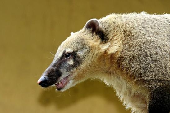 Südamerikanischer Nasenbär Zoo Vivarium Darmstadt 2020