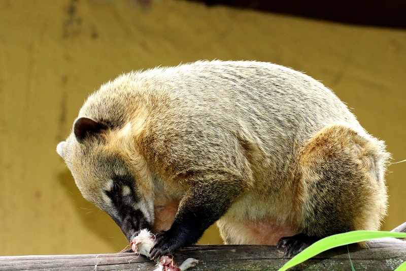 Südamerikanischer Nasenbär Zoo Vivarium Darmstadt 2020