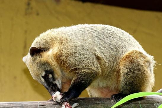 Südamerikanischer Nasenbär Zoo Vivarium Darmstadt 2020