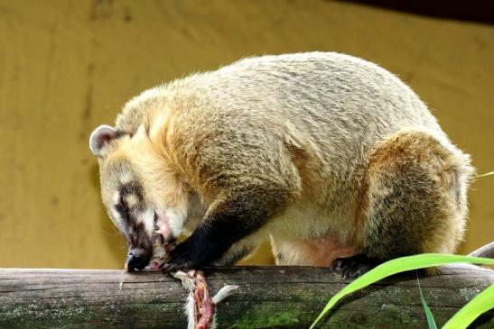 Südamerikanischer Nasenbär Zoo Vivarium Darmstadt 2020