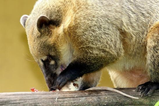 Südamerikanischer Nasenbär Zoo Vivarium Darmstadt 2020