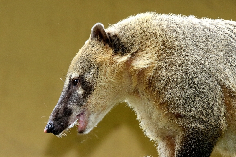 Südamerikanischer Nasenbär Zoo Vivarium Darmstadt 2020