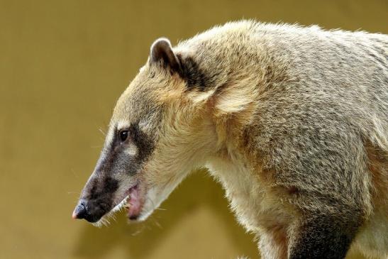 Südamerikanischer Nasenbär Zoo Vivarium Darmstadt 2020