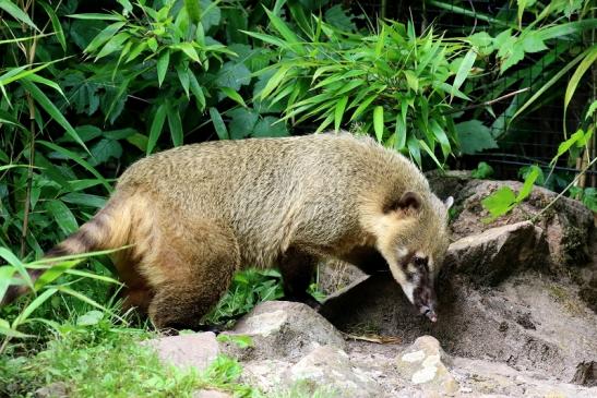 Südamerikanischer Nasenbär Zoo Vivarium Darmstadt 2020