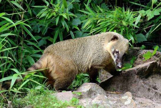 Südamerikanischer Nasenbär Zoo Vivarium Darmstadt 2020