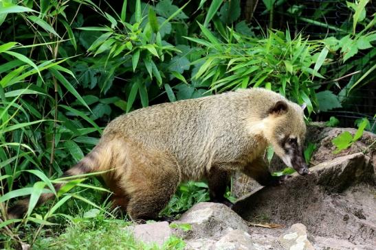 Südamerikanischer Nasenbär Zoo Vivarium Darmstadt 2020