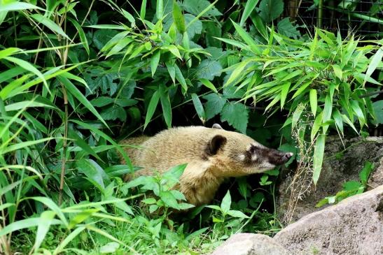 Südamerikanischer Nasenbär Zoo Vivarium Darmstadt 2020