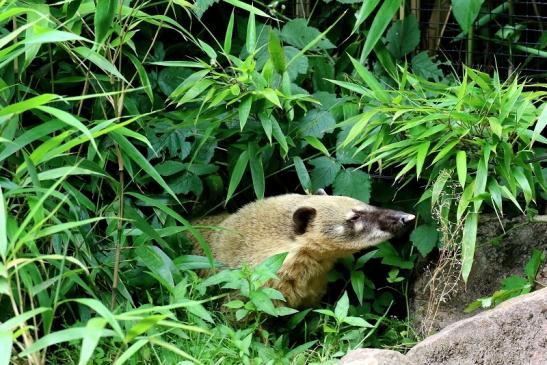 Südamerikanischer Nasenbär Zoo Vivarium Darmstadt 2020