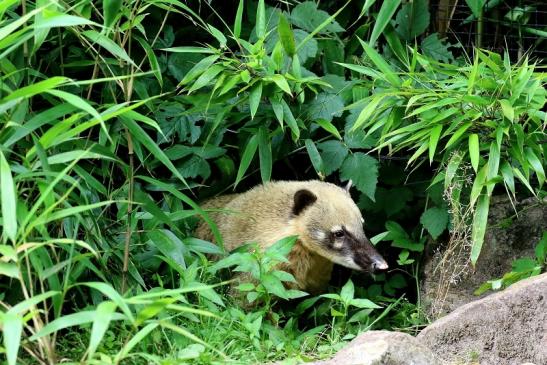 Südamerikanischer Nasenbär Zoo Vivarium Darmstadt 2020