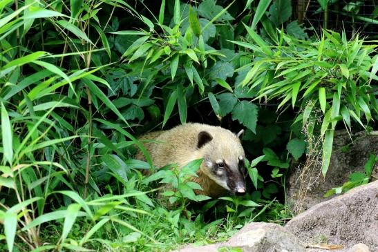 Südamerikanischer Nasenbär Zoo Vivarium Darmstadt 2020