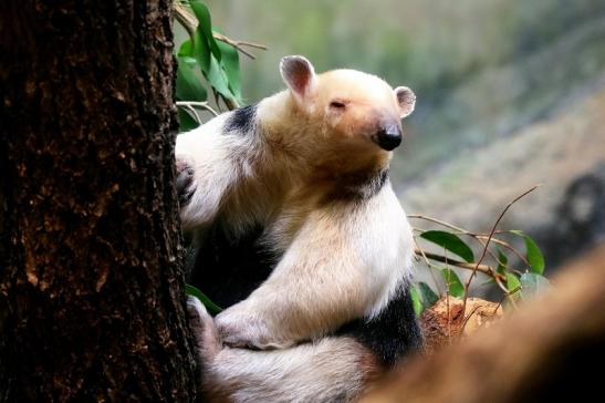 Südlicher Tamandua Zoo Frankfurt am Main 2017