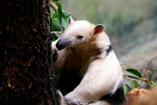 Südlicher Tamandua Zoo Frankfurt am Main 2017