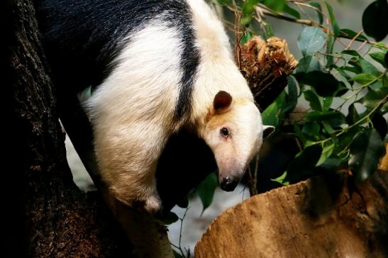 Südlicher Tamandua Zoo Frankfurt am Main 2017