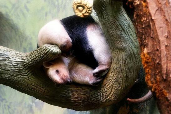 Südlicher Tamandua Zoo Frankfurt am Main 2017