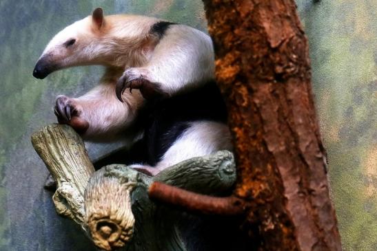 Südlicher Tamandua Zoo Frankfurt am Main 2017