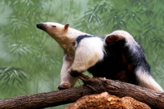 Südlicher Tamandua Zoo Frankfurt am Main 2017