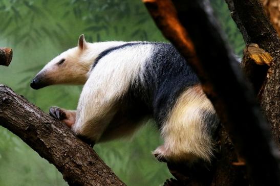 Südlicher Tamandua Zoo Frankfurt am Main 2017