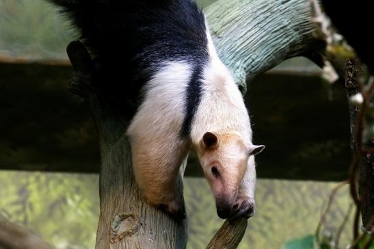 Südlicher Tamandua Zoo Frankfurt am Main 2017