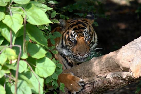 Sumatratiger Zoo Frankfurt am Main 2012