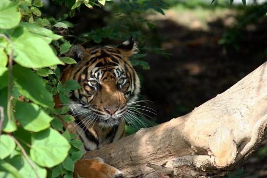 Sumatratiger Zoo Frankfurt am Main 2012