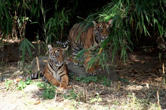 Sumatratiger Zoo Frankfurt am Main 2012