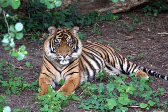 Sumatratiger Zoo Frankfurt am Main 2012