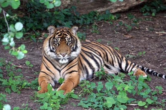 Sumatratiger Zoo Frankfurt am Main 2012