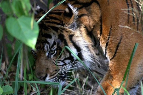 Sumatratiger Zoo Frankfurt am Main 2012