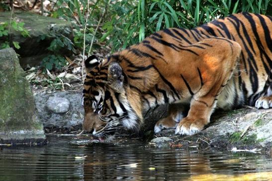 Sumatratiger Zoo Frankfurt am Main 2012