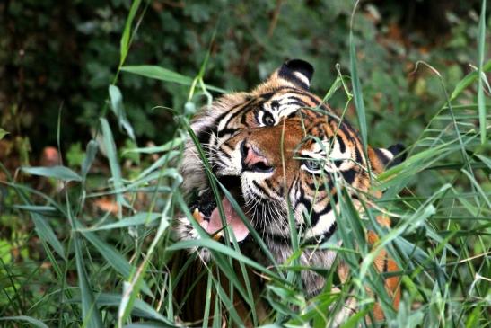 Sumatratiger Zoo Frankfurt am Main 2013