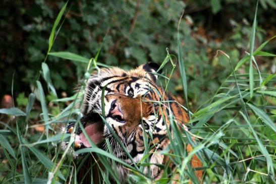 Sumatratiger Zoo Frankfurt am Main 2013